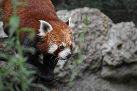 Green Future Skills Intro